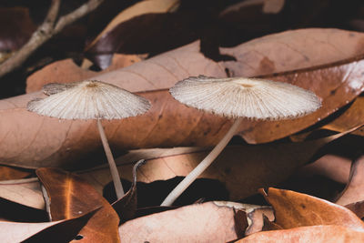 Close-up of mushrooms growing amidst leaves on field