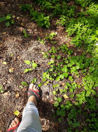 Low section of person on leaves on field