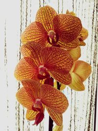 Close-up of flowers