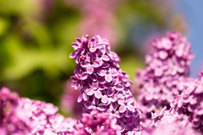 Close-up of pink flowering plant