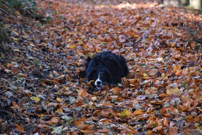 High angle view of a dog in autumn leaves 