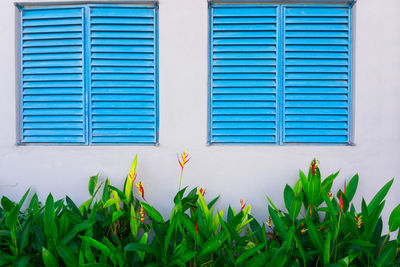 Plants growing against blue wall