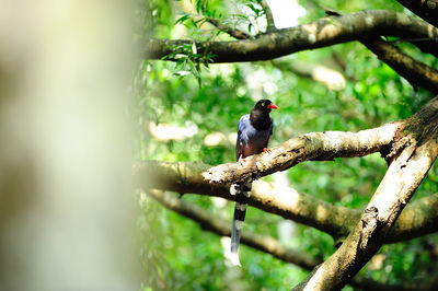 Low angle view of bird perching on branch