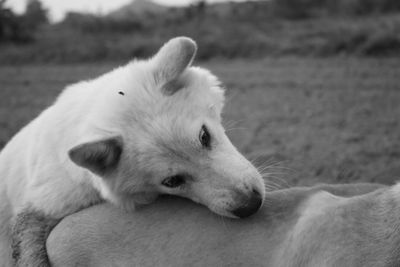 Close-up of a dog looking away