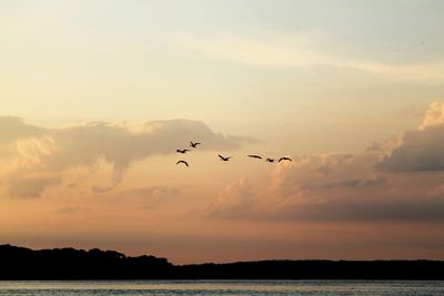 Silhouette birds flying over sea against sky during sunset