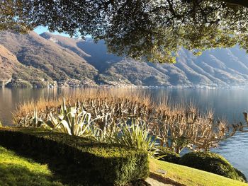 Scenic view of lake by tree mountains