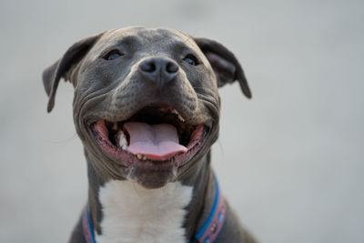 Pitbull puppy smiles in a close up head shot after playing hard