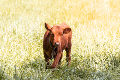 Dog running in field