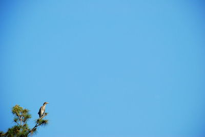 Low angle view of bird perching on plant against blue sky