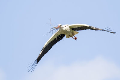 Low angle view of bird flying against sky