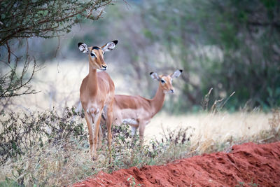 Deer standing on field