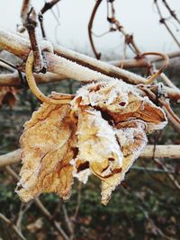 Close-up of frozen branch during winter