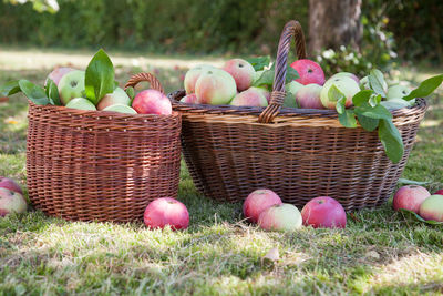 Close-up of fruits in basket on field