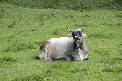 Portrait of a cow  on field