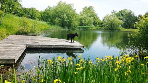 Reflection of trees in lake