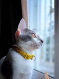 Close-up of a cat looking away