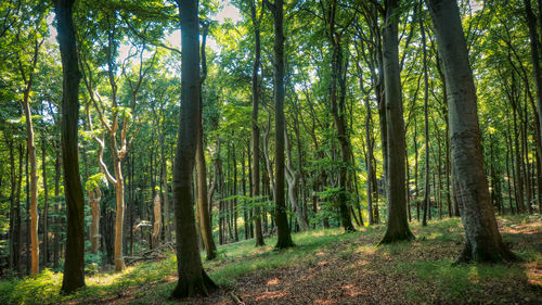 Trees growing in forest