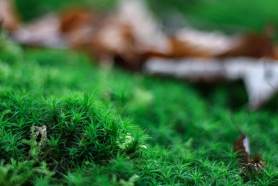 Close-up of grass