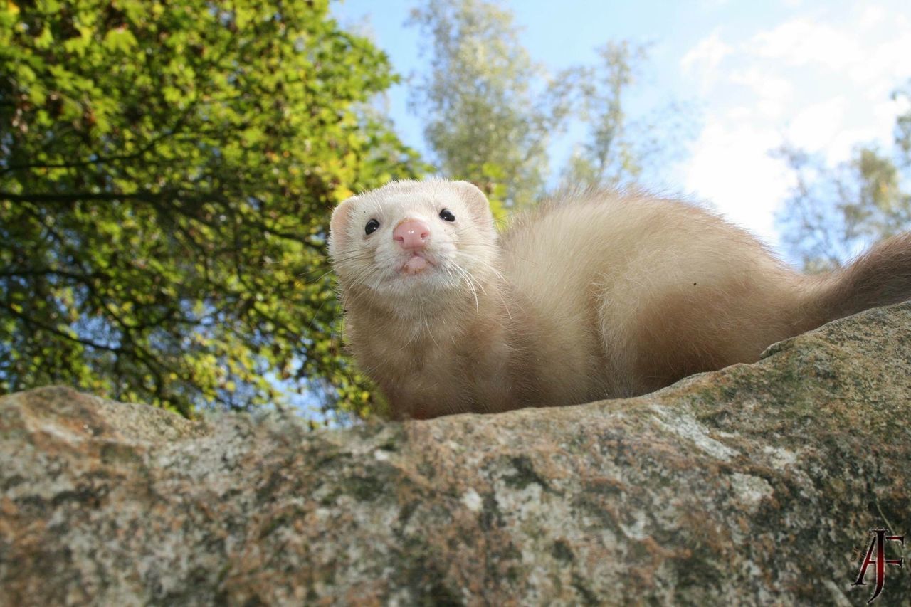 CLOSE-UP PORTRAIT OF A SQUIRREL