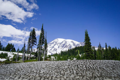 Pine trees on snowcapped mountains against blue sky