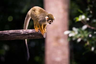 Close-up of monkey on branch