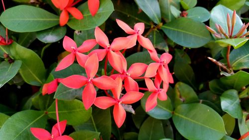 Close-up of pink flowers