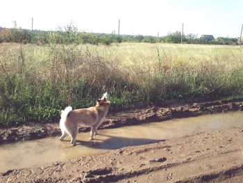 Dog on grassy field