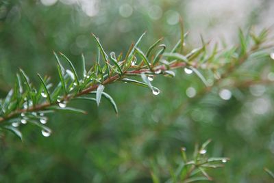 Close-up of wet plant leaves