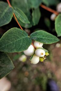 High angle view of fruit growing on plant