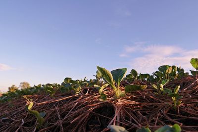 Close-up of plants growing on field against sky