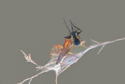 Close-up of insect against black background