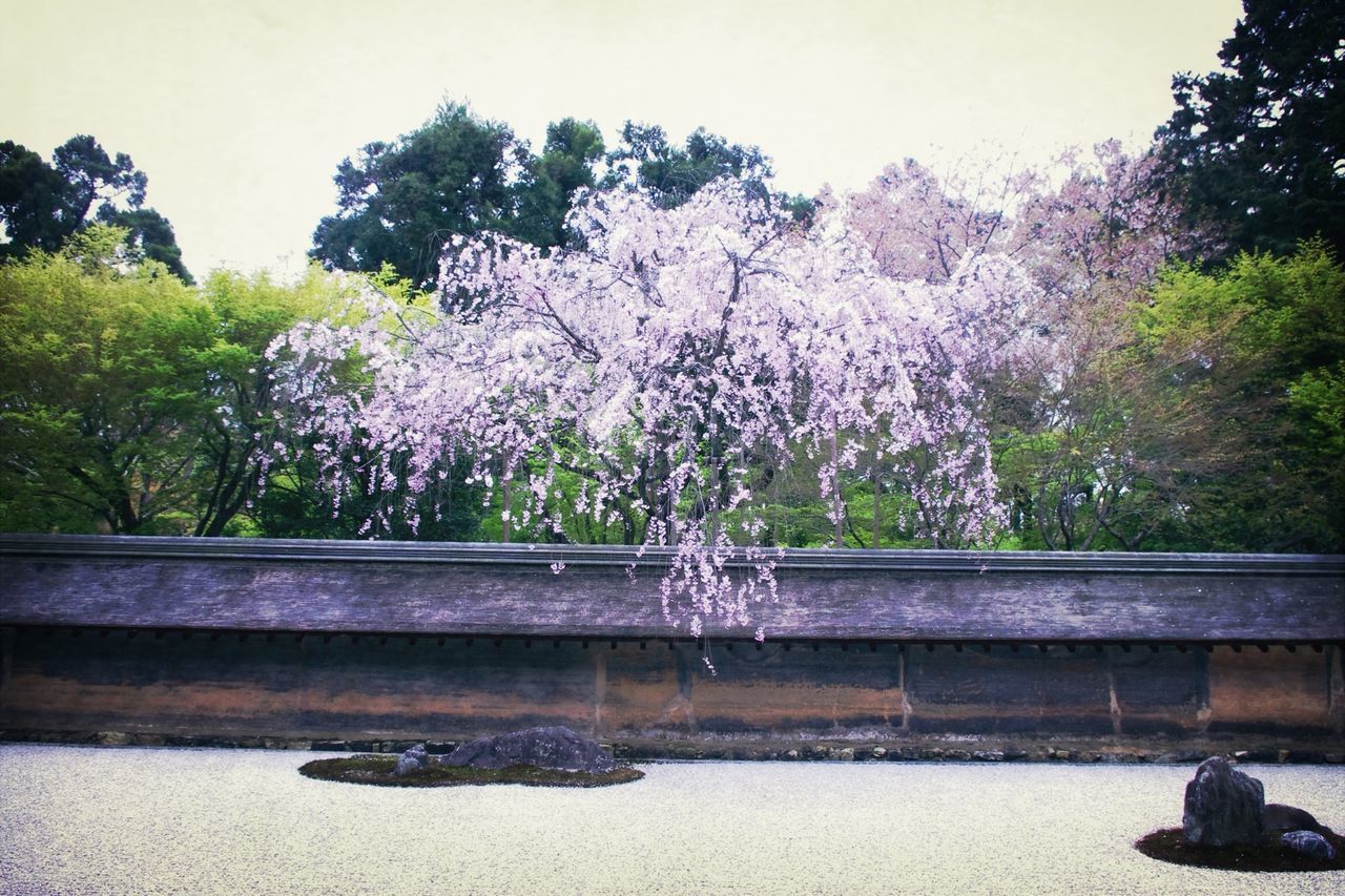 At 龍安寺 Ryoan-ji Temple