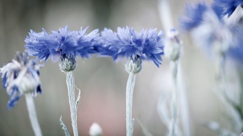 Close-up of purple flowering plant