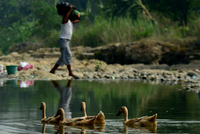 Ducks swimming in lake