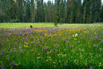 View of flowering plants in field