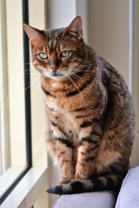 Portrait of cat sitting at home