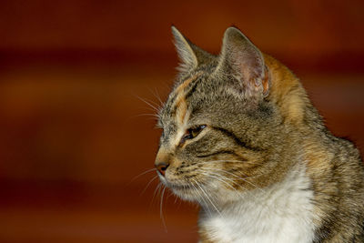 Close-up of a cat looking away