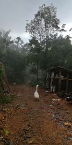Bird sitting on a field