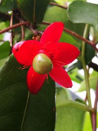 Close-up of red berries growing on tree