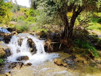 Scenic view of stream flowing through rocks in forest