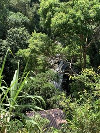 Plants and trees in forest