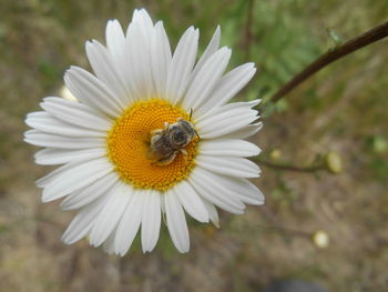 Close-up of bee on white flower