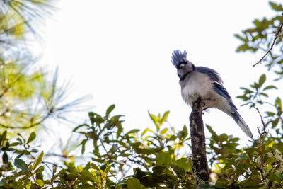 Low angle view of bird perching on tree against sky