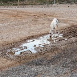 View of horse drinking water from puddle