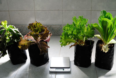 Weight scale amidst potted plants on floor