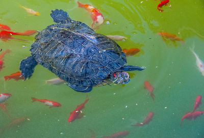 High angle view of fish swimming in lake