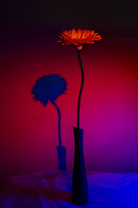 Close-up of red flower vase against orange wall