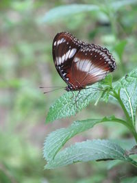 Close-up of butterfly on leaf