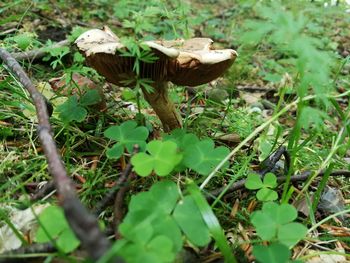 Close-up of mushroom on field