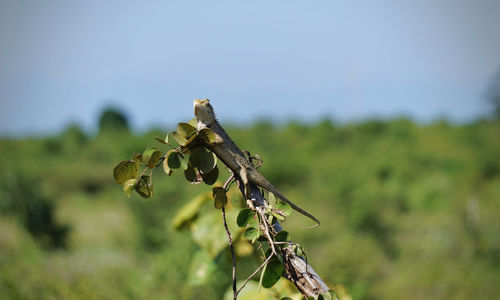 Close-up of wilted plant on field against sky